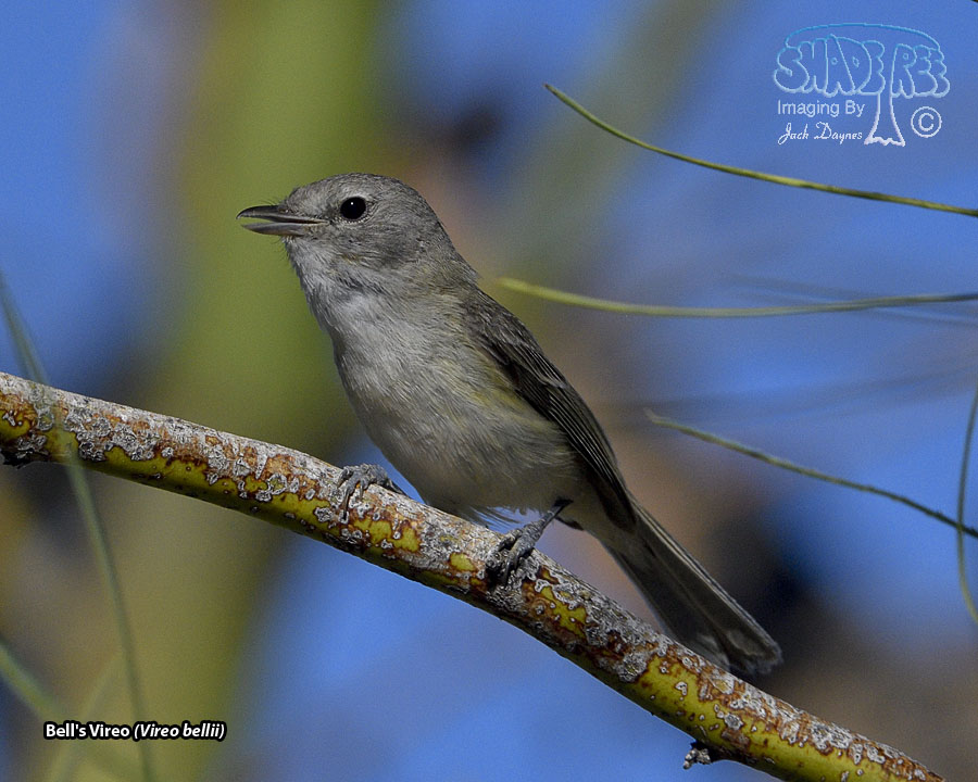 Bell's Vireo - Vireo bellii