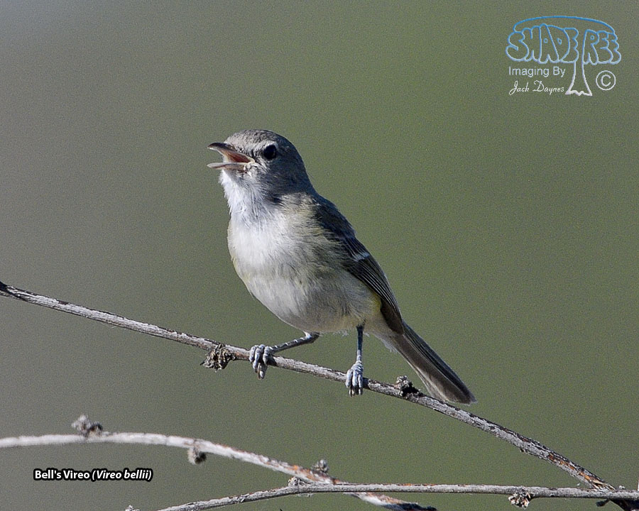Bell's Vireo - Vireo bellii