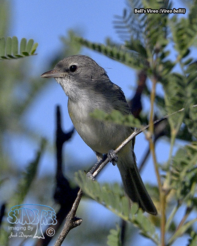 Bell's Vireo - Vireo bellii