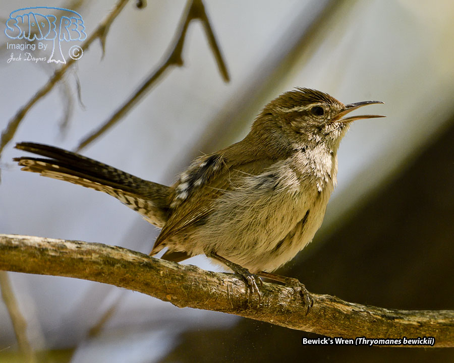 Bewick's Wren - Thryomanes bewickii