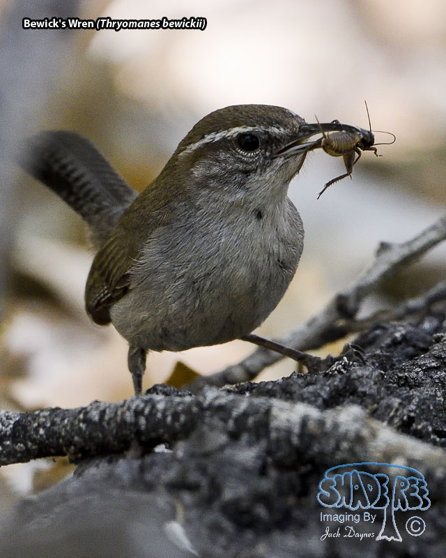 Bewick's Wren - Thryomanes bewickii