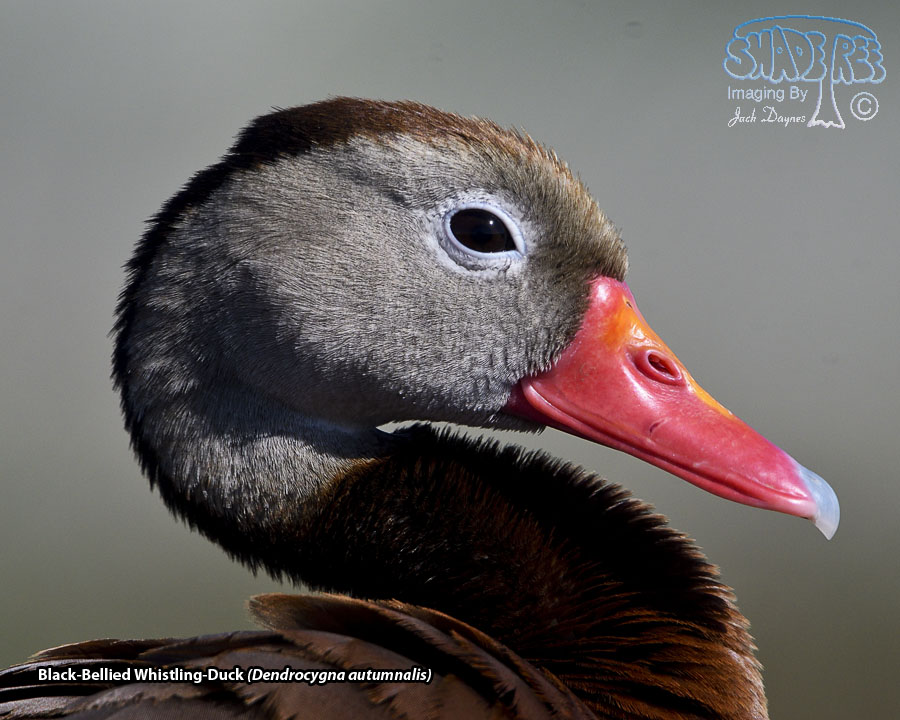 Black-Bellied Whistling-Duck - Dendrocygna autumnalis