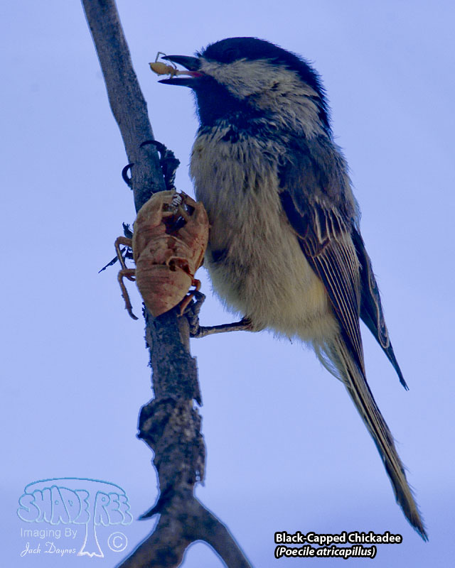 Black-Capped Chickadee - Poecile atricapillus