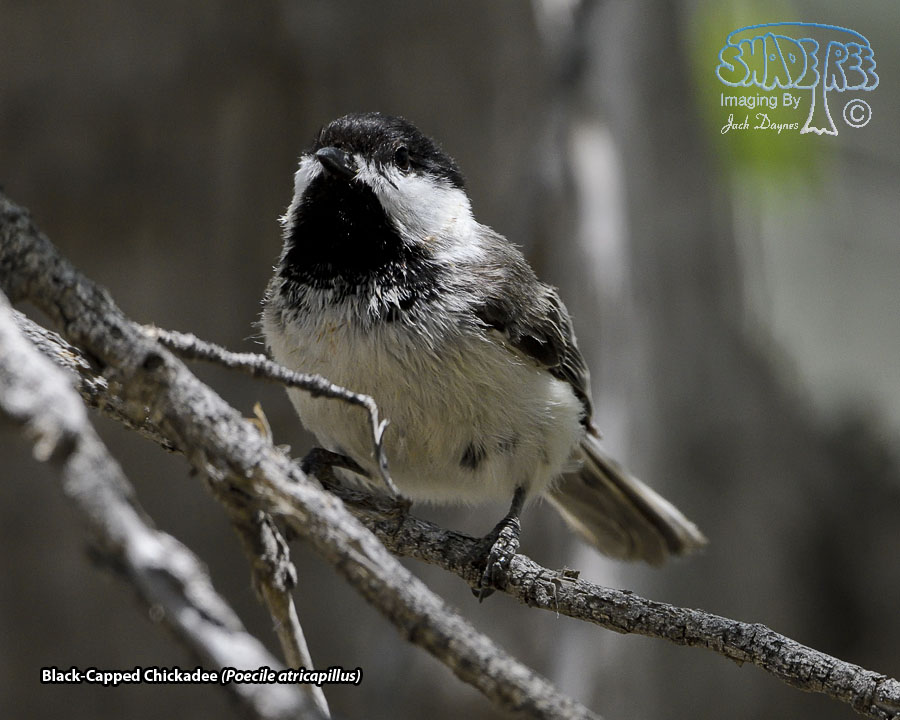 Black-Capped Chickadee - Poecile atricapillus
