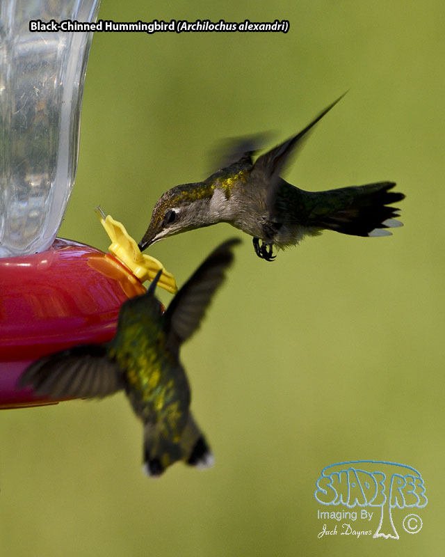 Black-Chinned Hummingbird - Archilochus alexandri