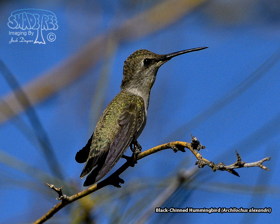 Black-Chinned Hummingbird - Archilochus alexandri