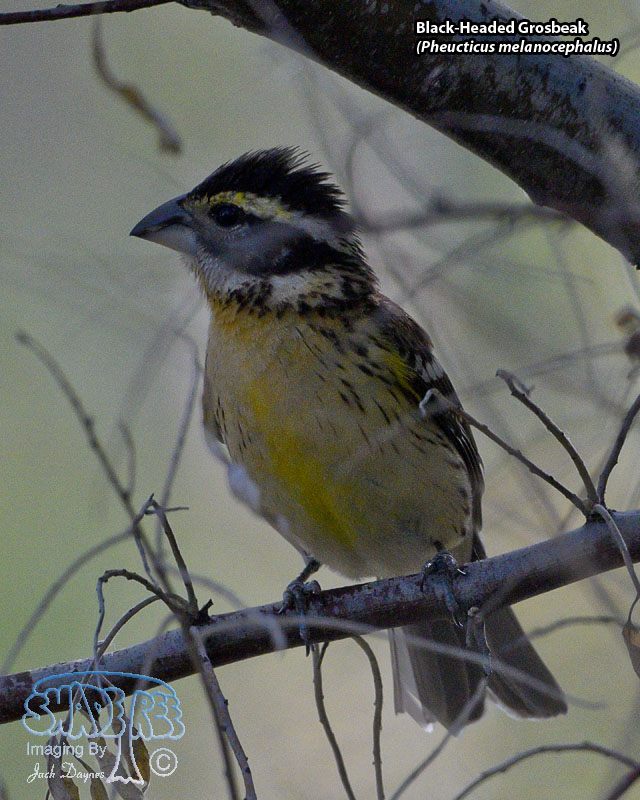 Black-Headed Grosbeak - Pheucticus melanocephalus