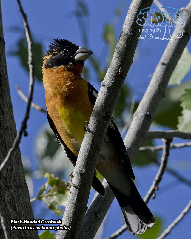 Black-Headed Grosbeak - Pheucticus melanocephalus