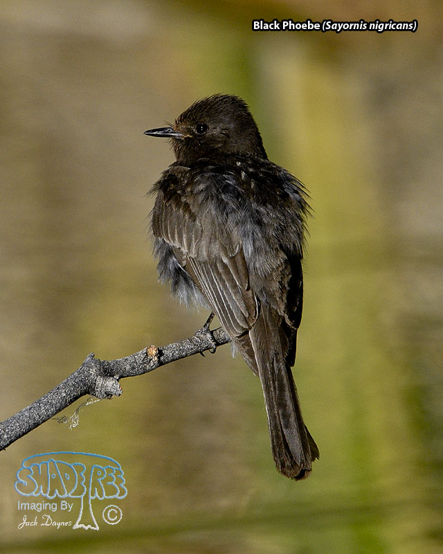 Black Phoebe - Sayornis nigricans