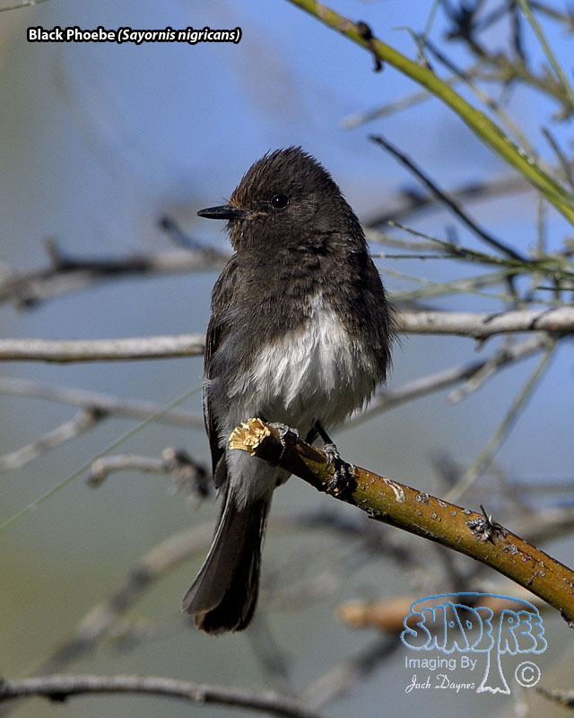 Black Phoebe - Sayornis nigricans