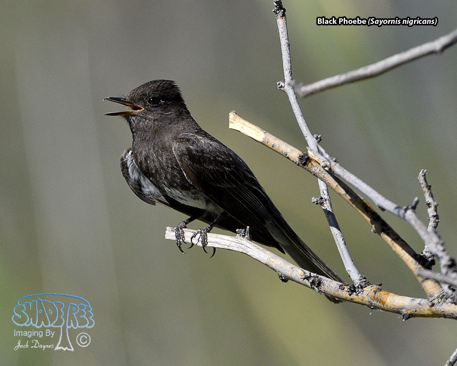 Black Phoebe - Sayornis nigricans