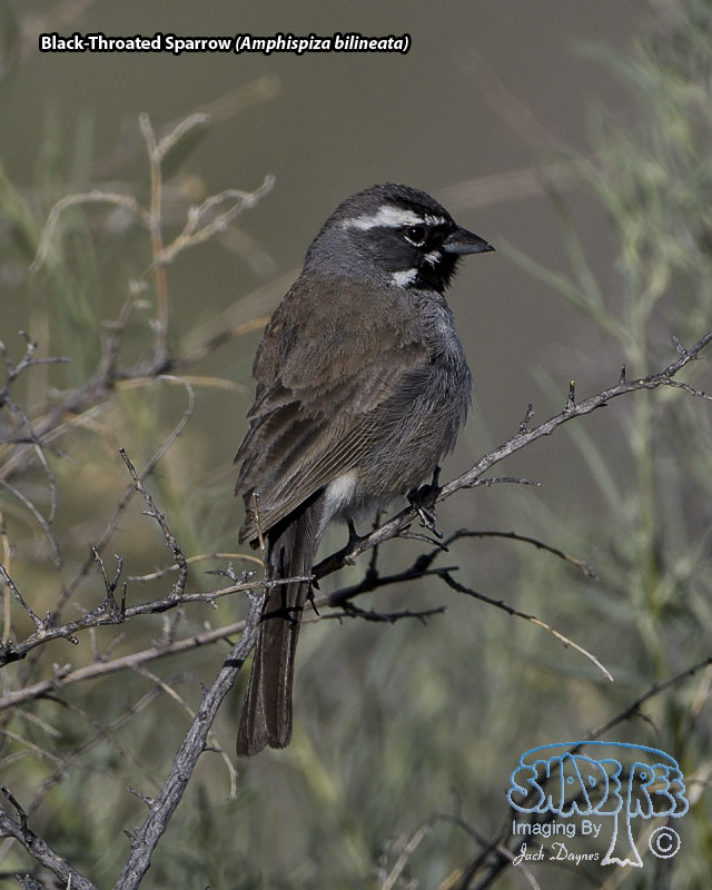 Black-Throated Sparrow - Amphispiza bilineata