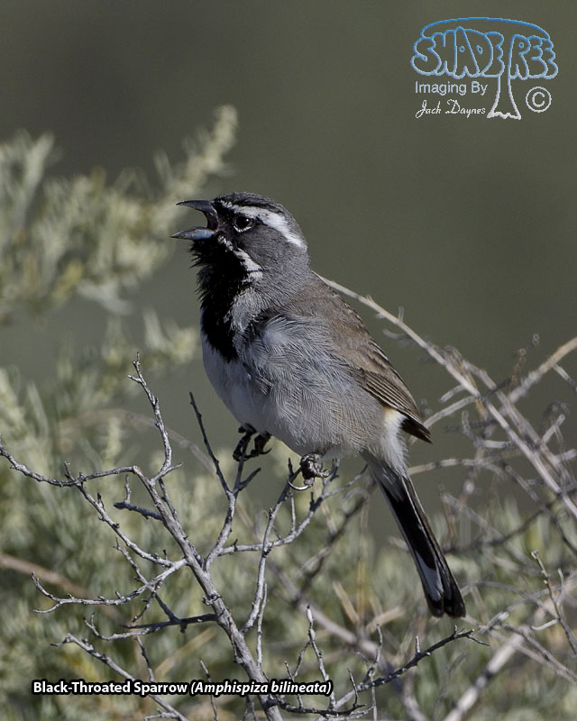 Black-Throated Sparrow - Amphispiza bilineata