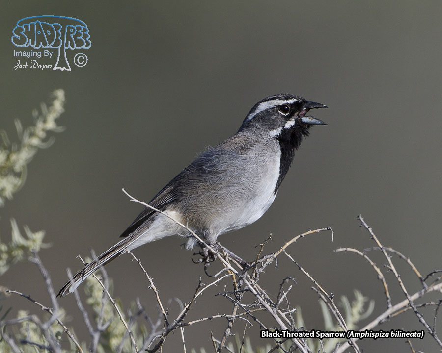 Black-Throated Sparrow - Amphispiza bilineata