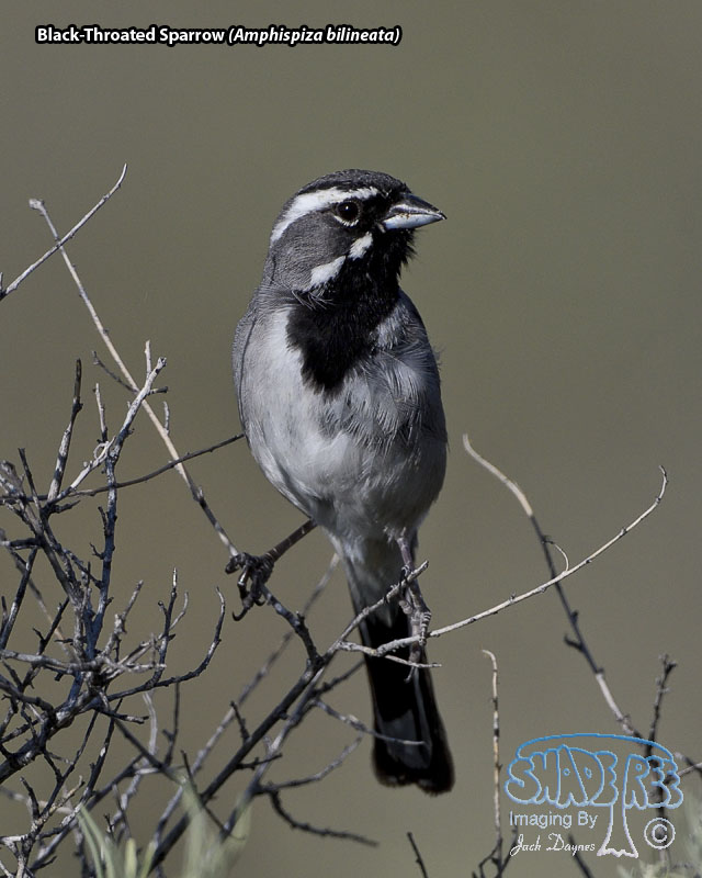 Black-Throated Sparrow - Amphispiza bilineata