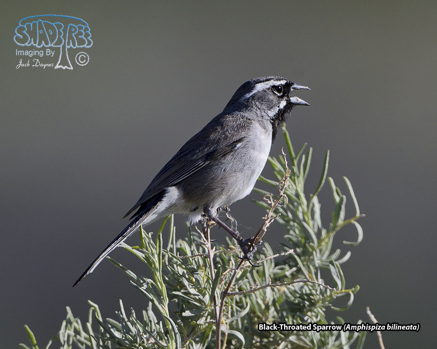 Black-Throated Sparrow - Amphispiza bilineata