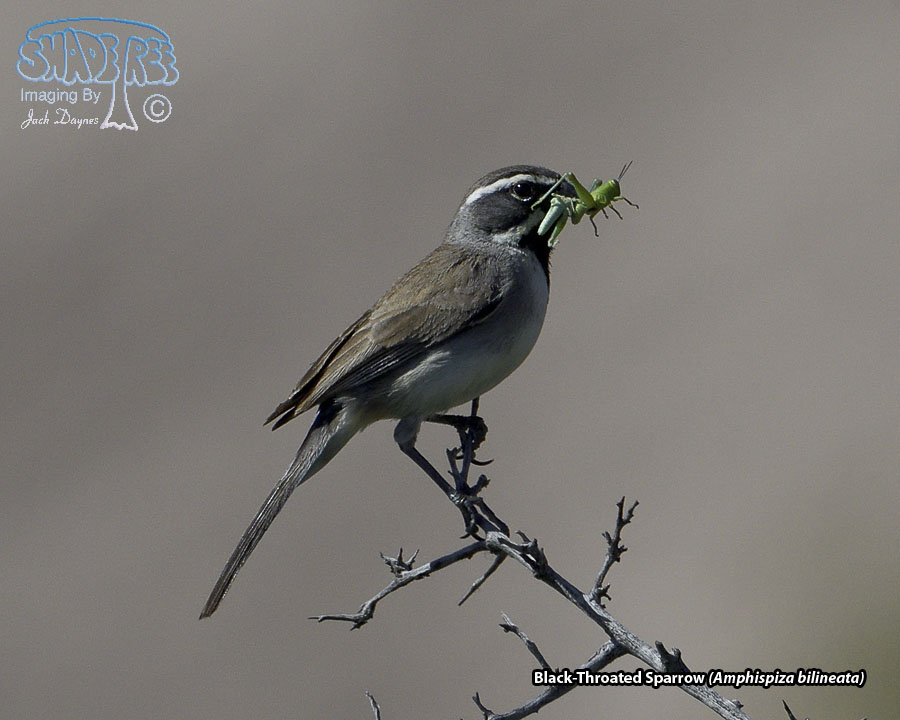Black-Throated Sparrow - Amphispiza bilineata