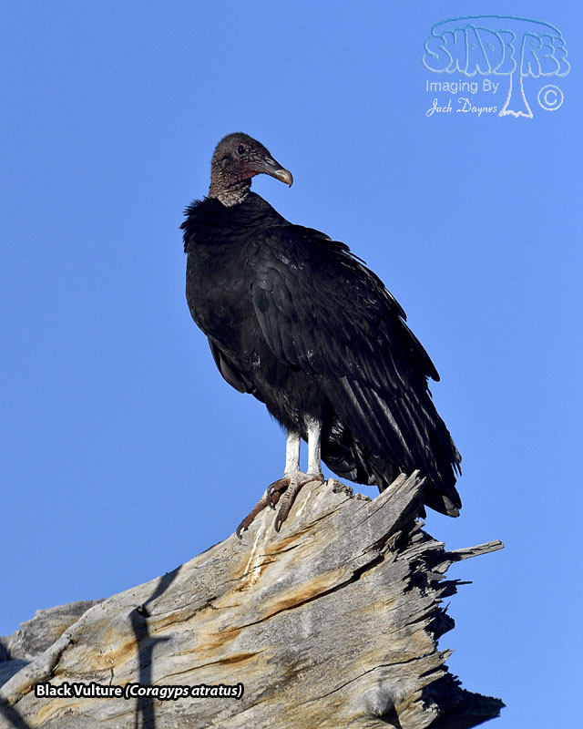 Black Vulture - Coragyps atratus