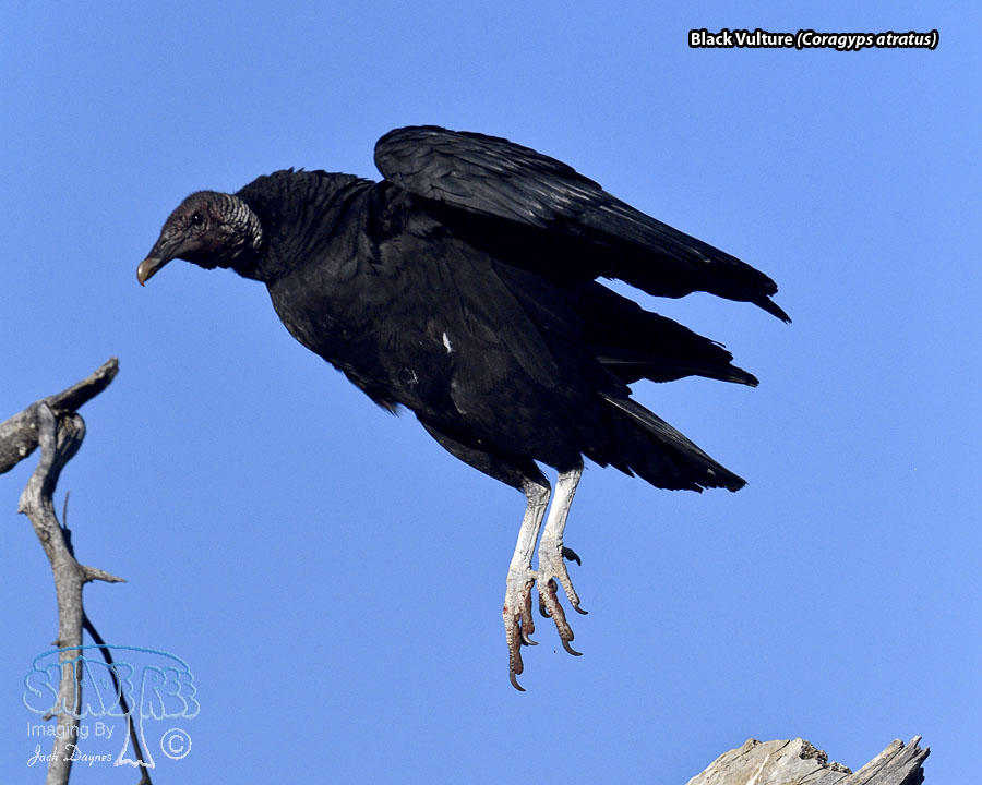 Black Vulture - Coragyps atratus