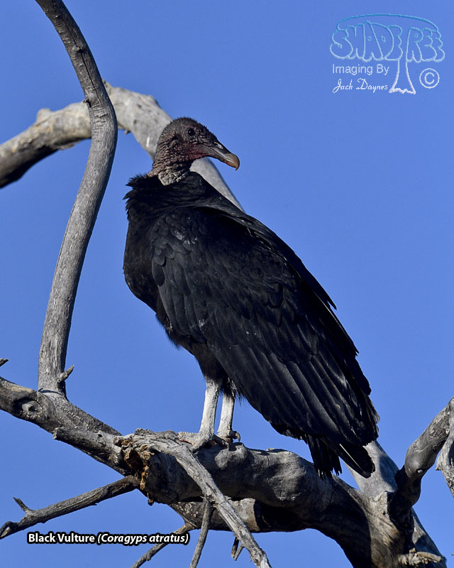 Black Vulture - Coragyps atratus