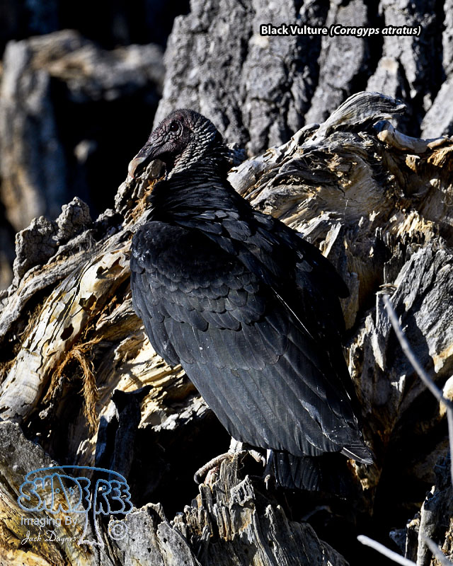 Black Vulture - Coragyps atratus
