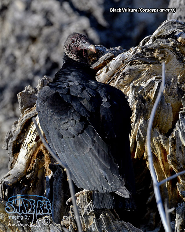 Black Vulture - Coragyps atratus
