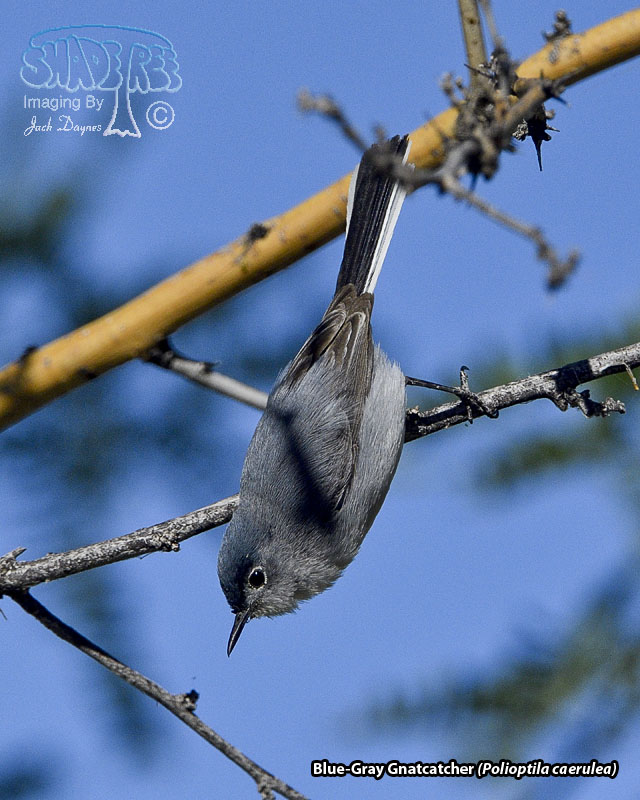 Blue-Gray Gnatcatcher - Polioptila caerulea