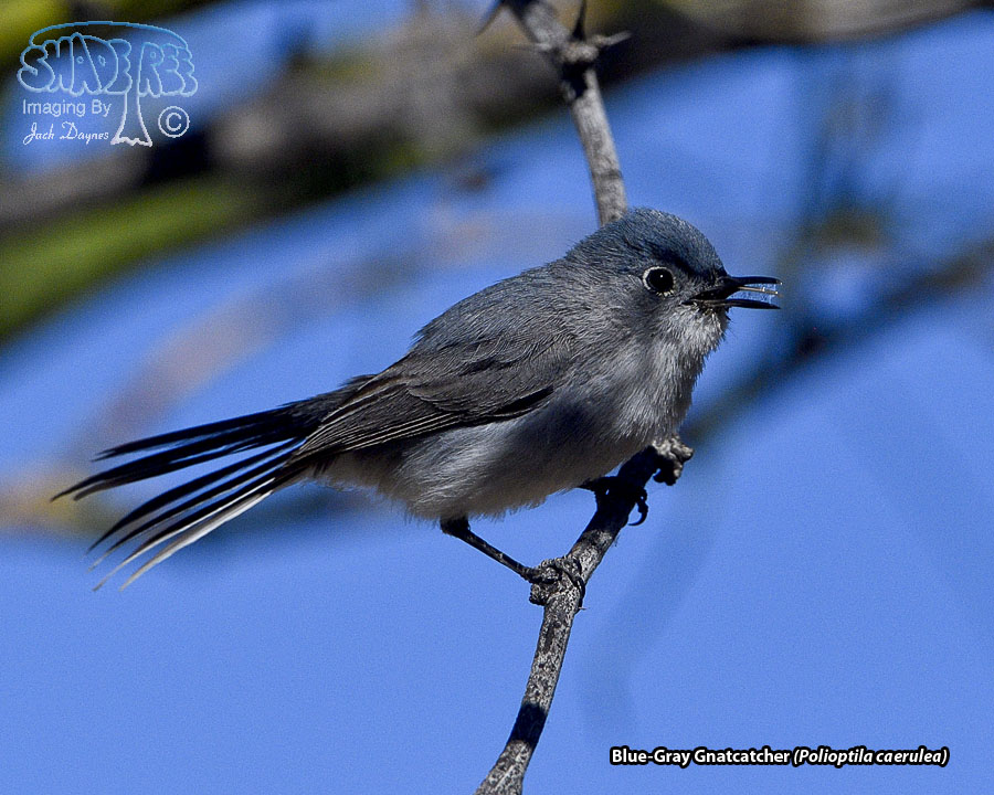 Blue-Gray Gnatcatcher - Polioptila caerulea