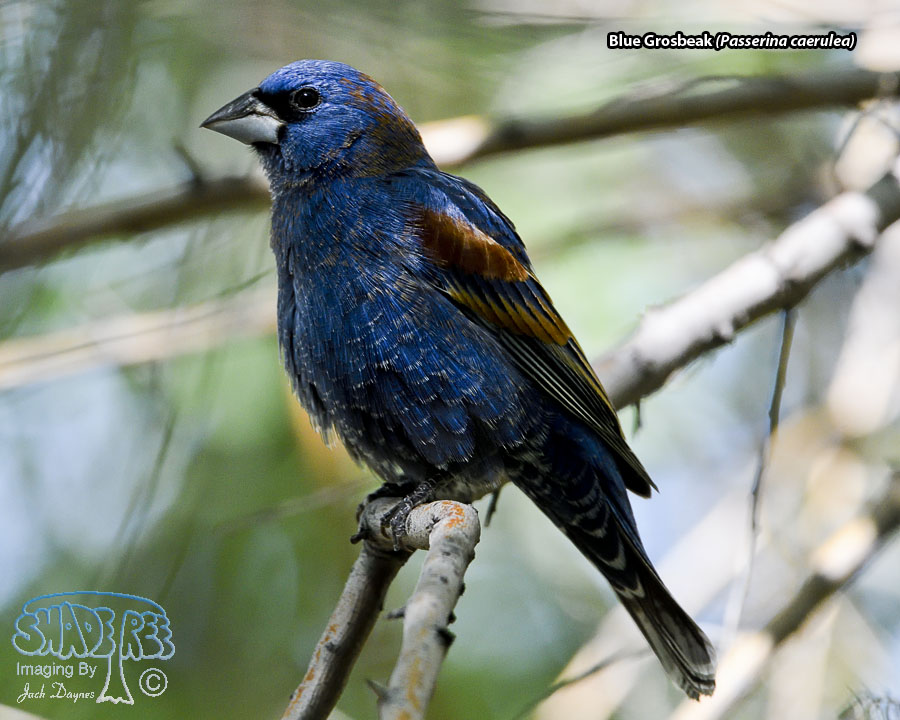 Blue Grosbeak - Passerina caerulea