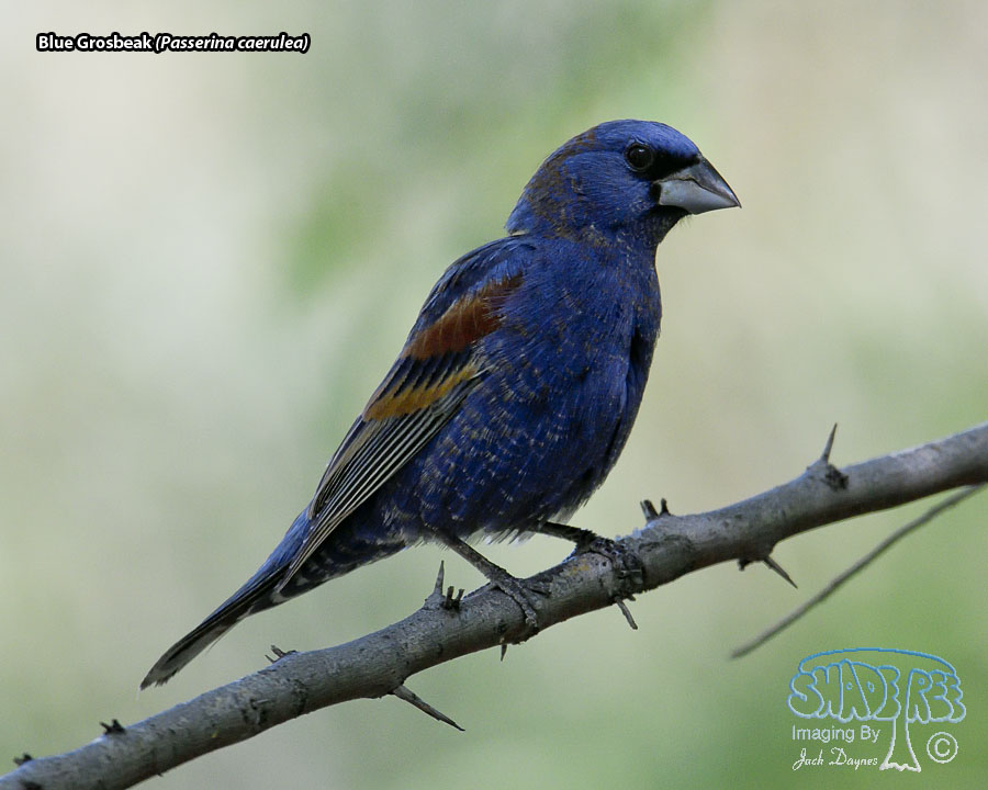 Blue Grosbeak - Passerina caerulea