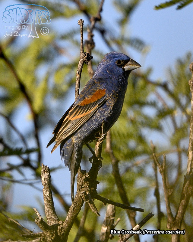 Blue Grosbeak - Passerina caerulea