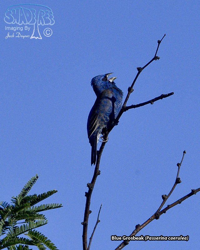 Blue Grosbeak - Passerina caerulea