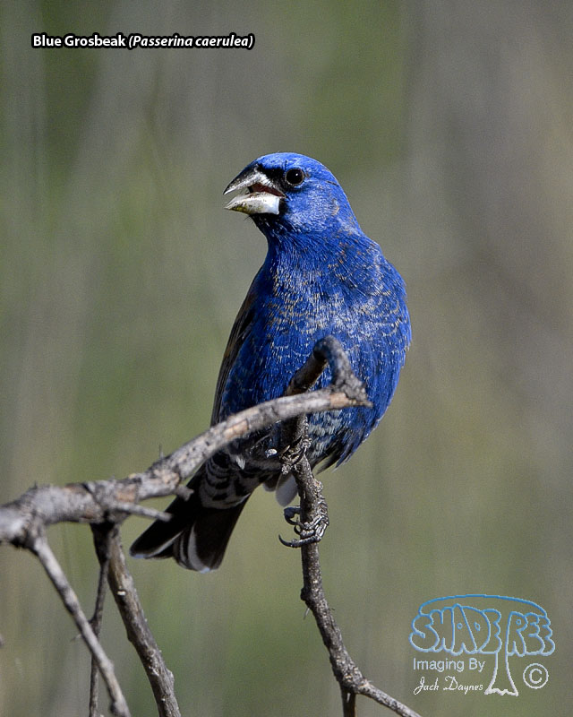Blue Grosbeak - Passerina caerulea