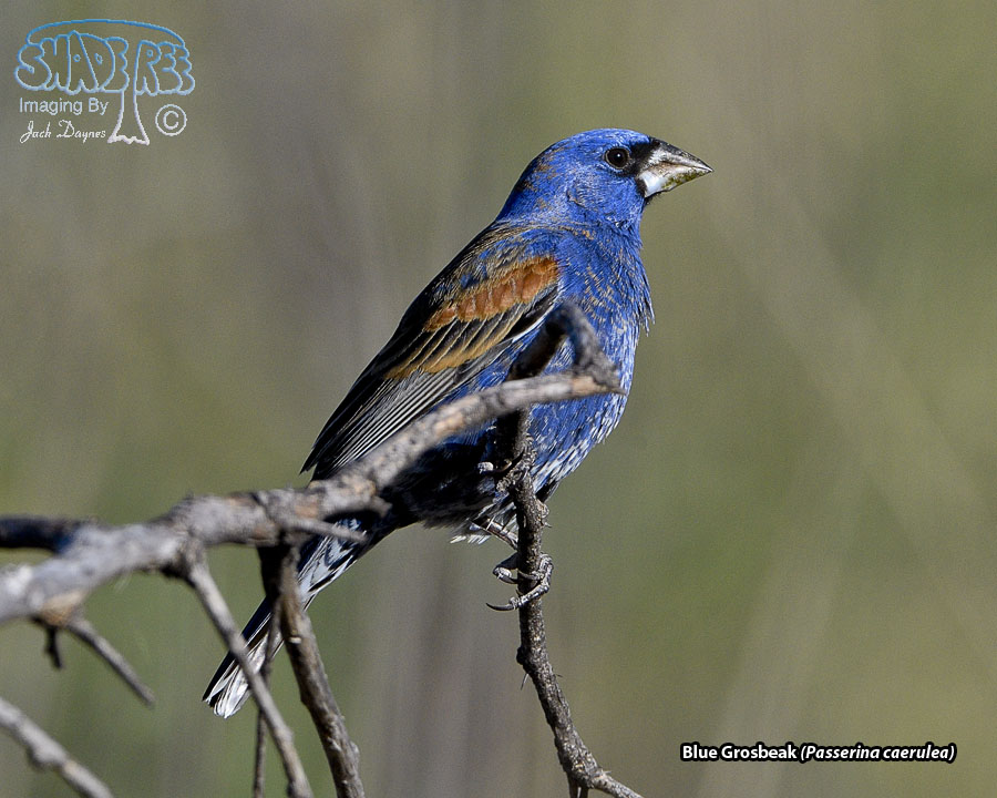 Blue Grosbeak - Passerina caerulea