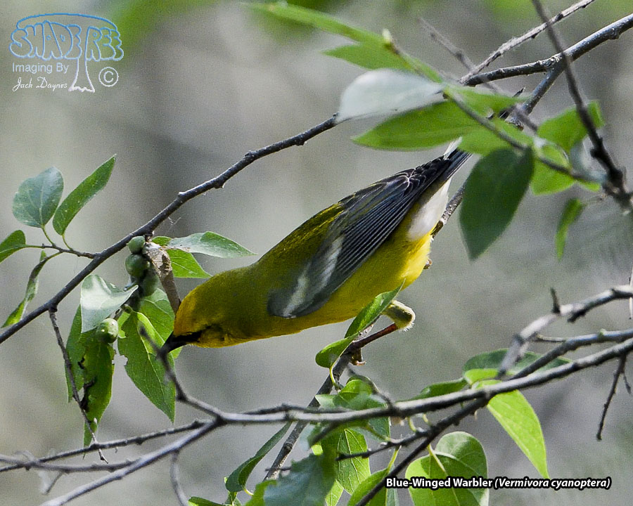 Blue-Winged Warbler - Vermivora cyanoptera