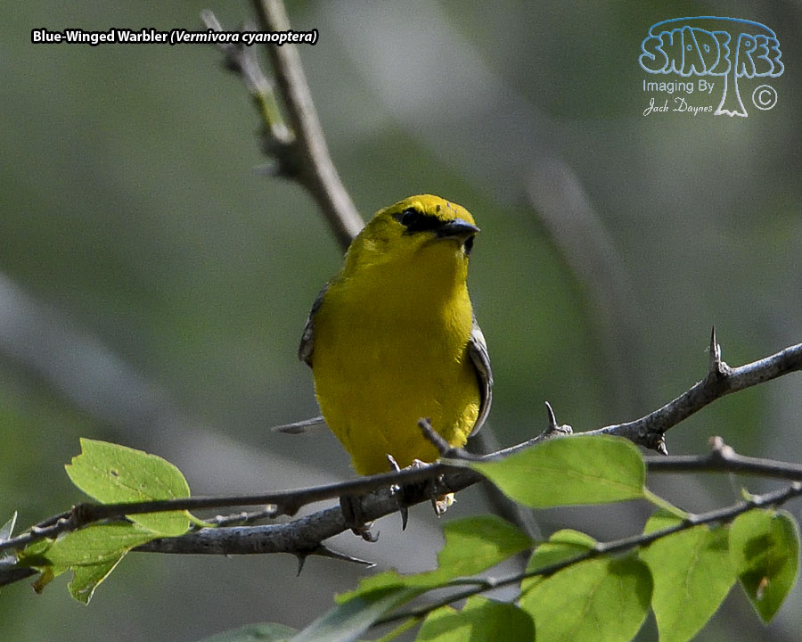 Blue-Winged Warbler - Vermivora cyanoptera