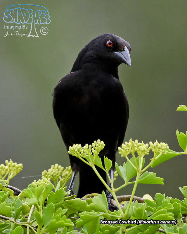 Bronzed Cowbird - Molothrus aeneus