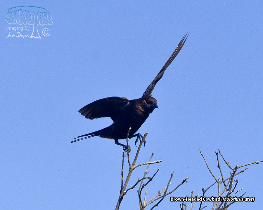 Brown-Headed Cowbird - Molothrus ater