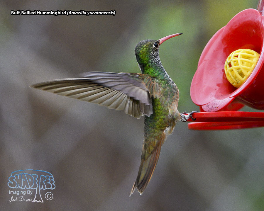Buff-Bellied Hummingbird - Amazilia yucatanensis