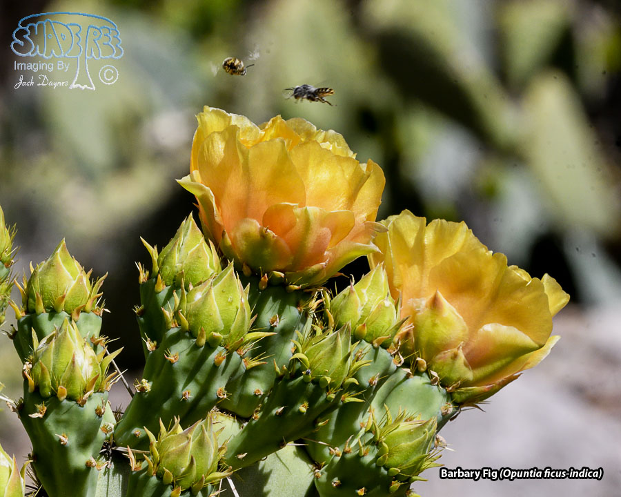 Barbary Fig - Opuntia ficus-indica