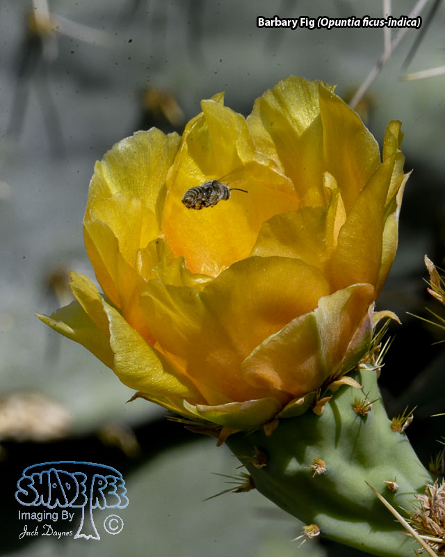 Barbary Fig - Opuntia ficus-indica