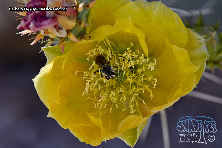 Barbary Fig - Opuntia ficus-indica