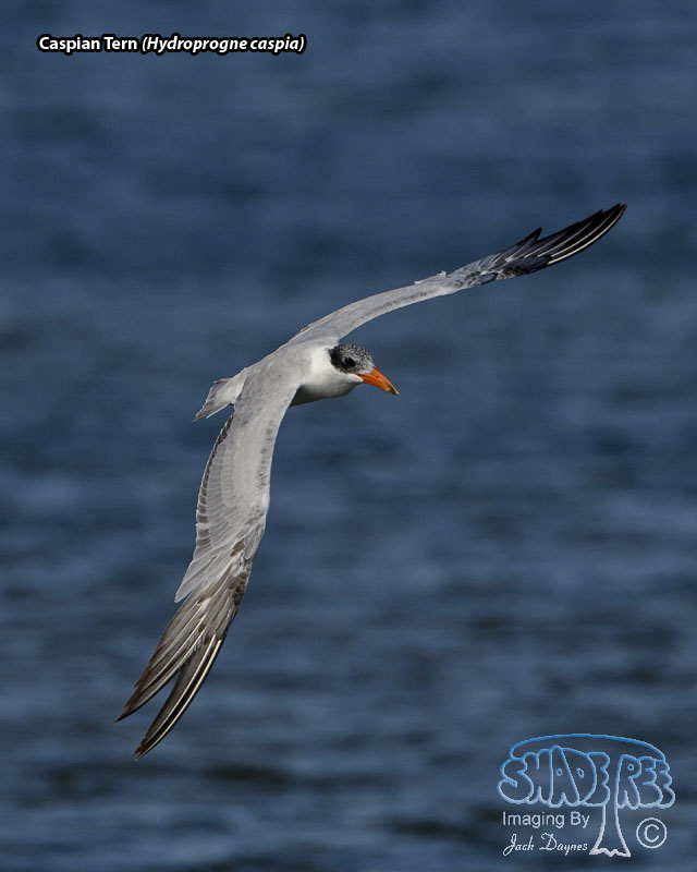 Caspian Tern - Hydroprogne caspia