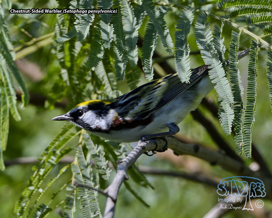 Chestnut-Sided Warbler - Setophaga pensylvanica