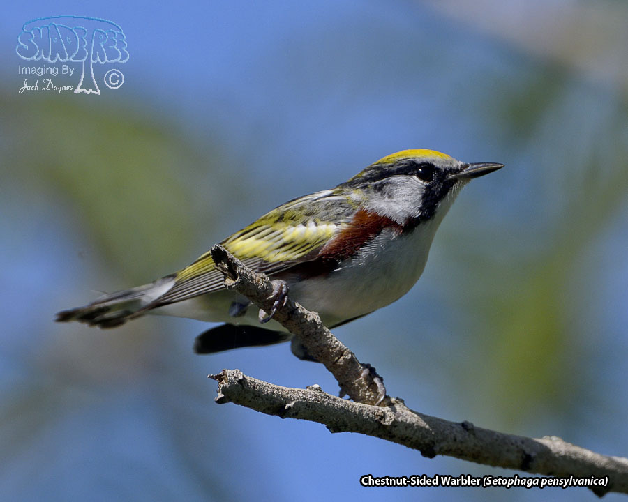 Chestnut-Sided Warbler - Setophaga pensylvanica