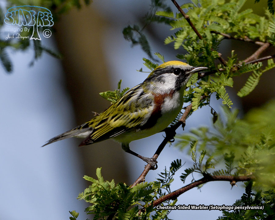 Chestnut-Sided Warbler - Setophaga pensylvanica