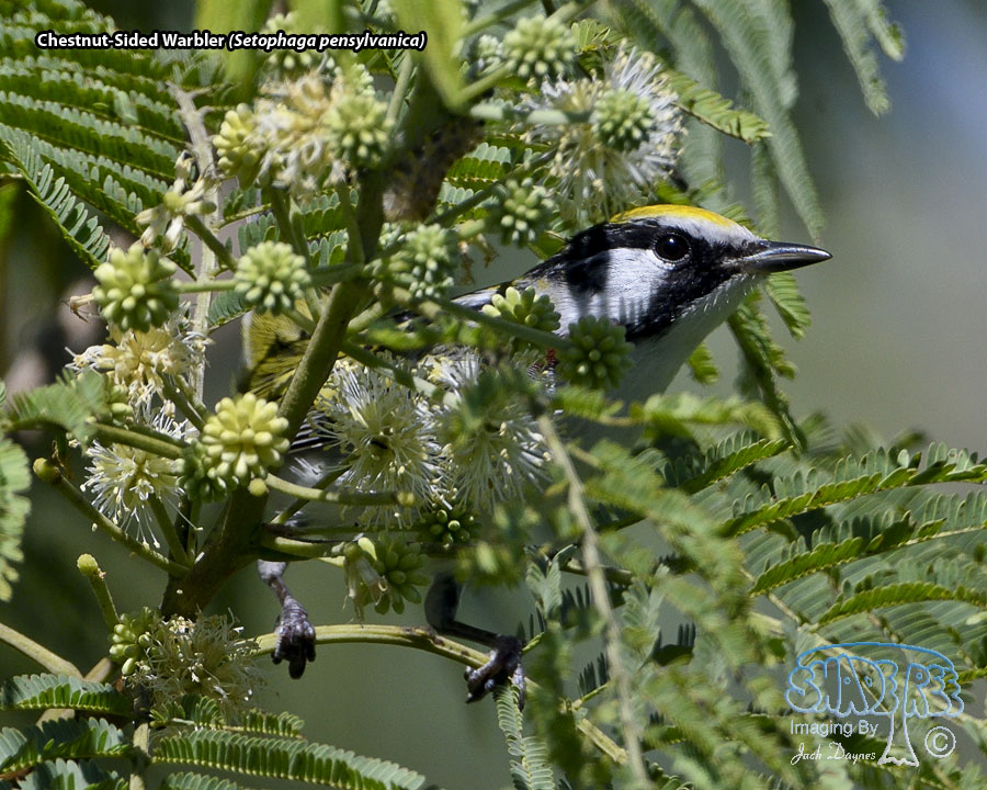 Chestnut-Sided Warbler - Setophaga pensylvanica