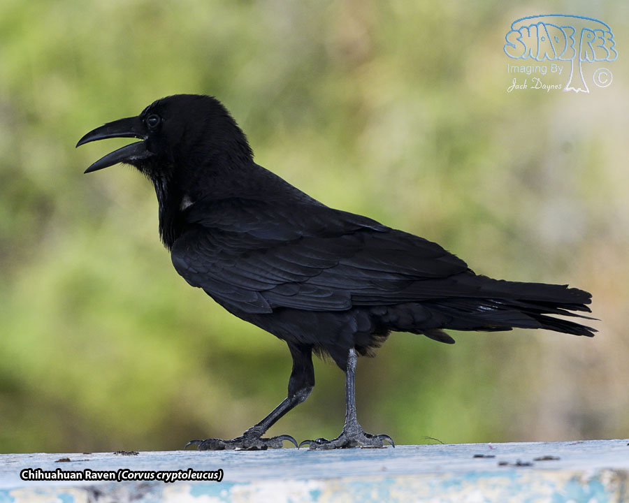 Chihuahuan Raven - Corvus cryptoleucus