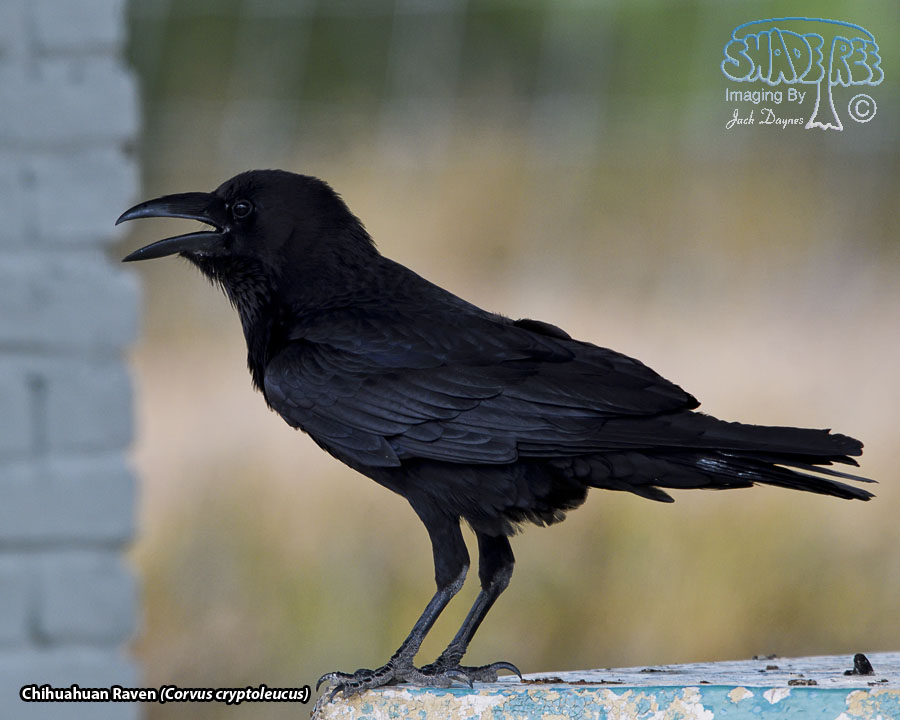 Chihuahuan Raven - Corvus cryptoleucus