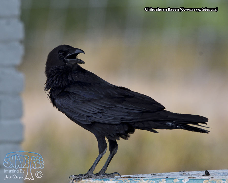 Chihuahuan Raven - Corvus cryptoleucus